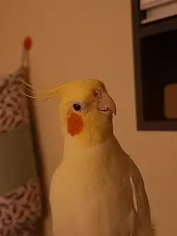 Lutino Cockatiel front view