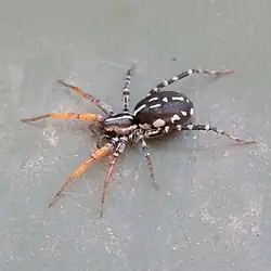 Nyssus coloripes