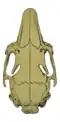 Dorsal view of the Iberian rabbit subspecies' skull