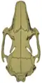 Dorsal view of the common rabbit subspecies' skull
