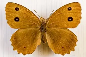 Female