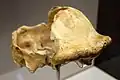OH 9, partial skull