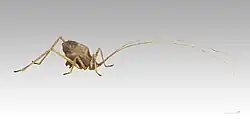 A brown insect