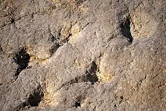 Closeup of the same trackway
