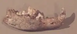 Image 42Mandible of the Bonn–Oberkassel dog from the oldest dog-human co-burial dated 14,200 years old (from Domestication of the dog)