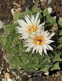 cactus flowers