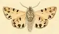 Male