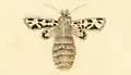 Female