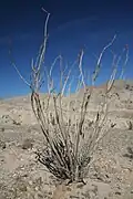 An ocotillo plant common in Anza-Borrego Desert State Park