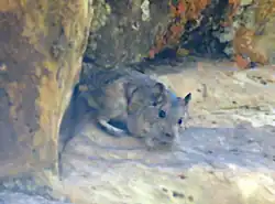 A brown and gray rodent on a rock