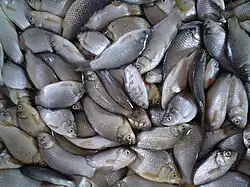 Fresh crucian carp
