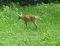 White-tailed deer
