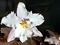 Pacho typus flower
