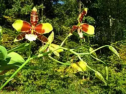 Flowers of Rossioglossum grande