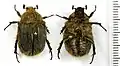 Odontorrhina hispida Olivier, 1789