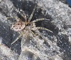 female