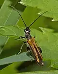 Oedemera femorata