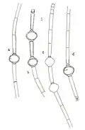 Oedogonium cryptoporum Wittrock ex Hirn, 1900
