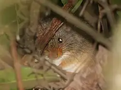 Brown rat