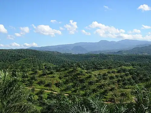 Oil palm plantation in Cigudeg.