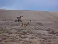 Oil wells in Cisco