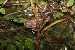 The widespread habit of roosting in trees was only recently discovered by scientists