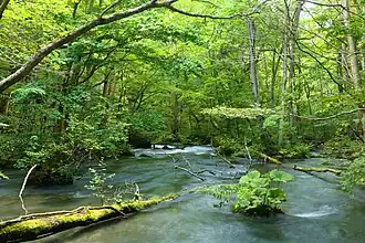 River flowiing through forest