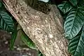 Old bark and leaves