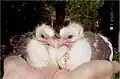 14 days old
