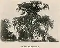 "Old Indian Elm" at Maumee, Ohio
