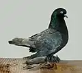 Andalusian