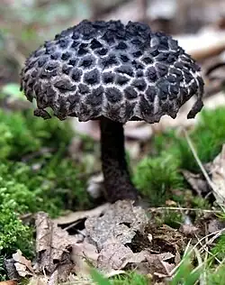 Pennsylvania specimen