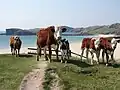 Cattle on the southern path to the beach
