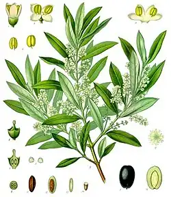 drawing of a branch, flowers, seeds and fruits of the olive tree