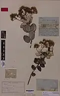 Syntype from the herbarium of the Auckland War Memorial Museum