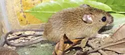 Brown rat