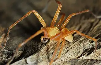 male