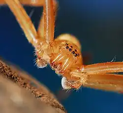 male