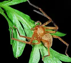 female