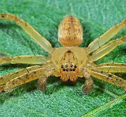 juvenile male