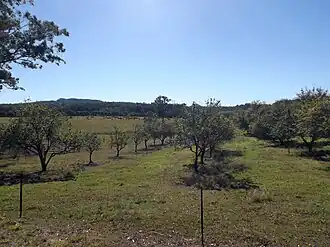 Orchard, Gamgee Road, 2015