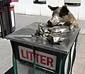 Oliver, one of the five bronze pigs in the mall