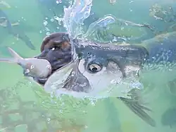 Atlantic tarpon eating