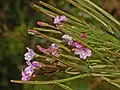 lesser hairy-willowherb