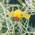 Oncidium brunleesianum