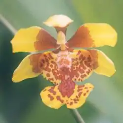 Trichocentrum divaricatum, syn. Oncidium divaricatum
