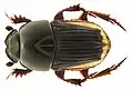 Oniticellus cinctus