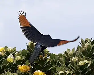 Chestnut-coloured primaries, a field mark which distinguishes it from O. nabouroup.