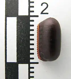 Ootheca of a blattodean
