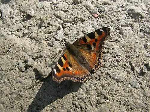 Dorsal view